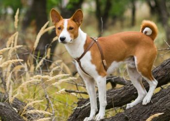How to Properly Groom a Basenji