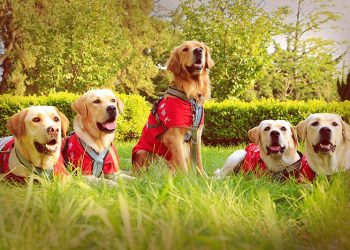 How to train a dog to interact safely with children?