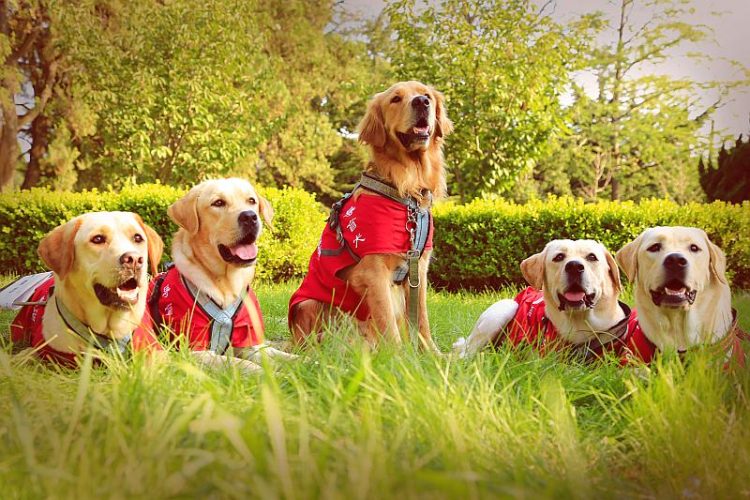 How to train a dog to interact safely with children?