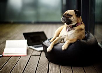 Quick way to train pugs–Food & Encouragement