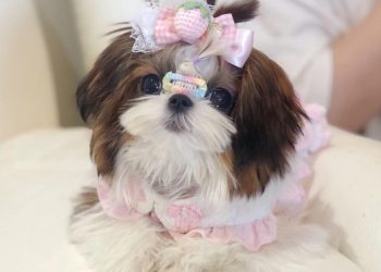 Quick way to trim a shih Tzu