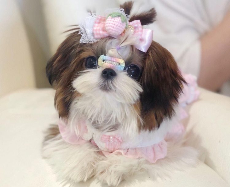 Quick way to trim a shih Tzu