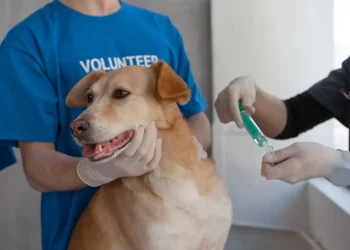 The Essential Guide to Canine Vaccinations: Ensuring Your Dog’s Health
