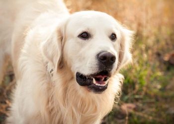 The basic principle of dog training is to praise more than reprimand