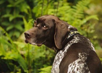 Boeing Da dog grooming how much money to raise