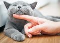 Why are cats afraid of cucumbers?