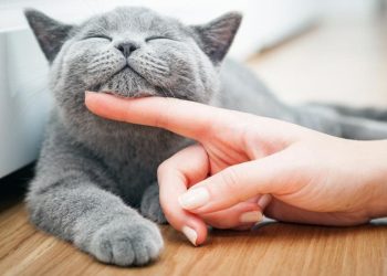 Why are cats afraid of cucumbers?