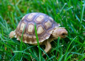 Delightful or Dicey: Including Watermelon in Your Sulcata Tortoise’s Diet