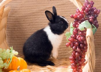 How to stop rabbits from rummaging through garbage cans