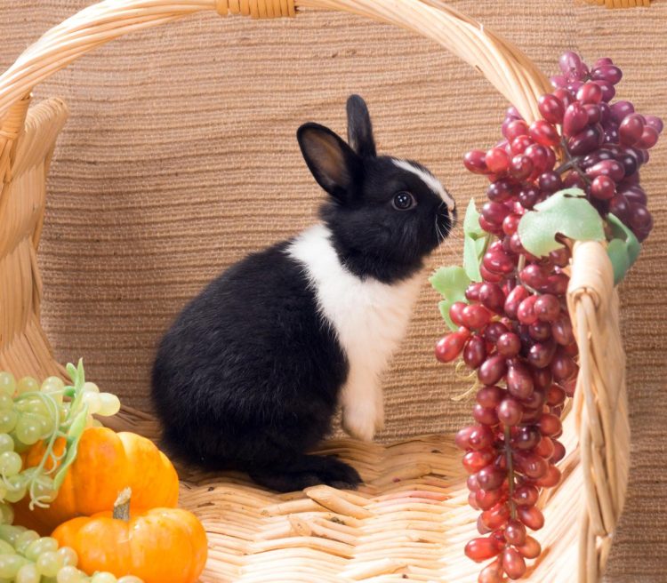 How to stop rabbits from rummaging through garbage cans