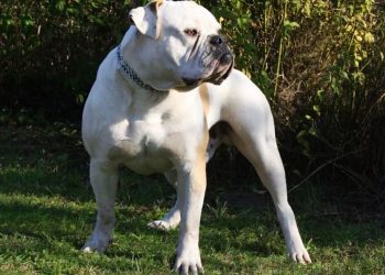 How often should I bathe my American bulldog?
