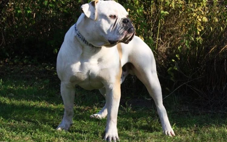 How often should I bathe my American bulldog?