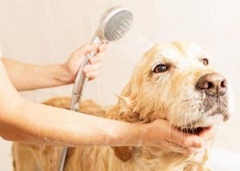 How to give the Golden Retriever a bath?
