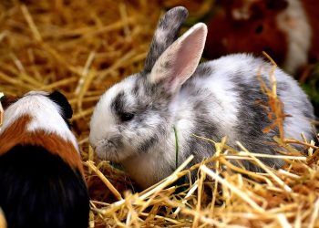 How to train a rabbit to come to you?