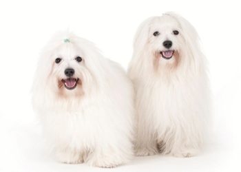 How to train a Bichon Frise to go to the toilet in a fixed place