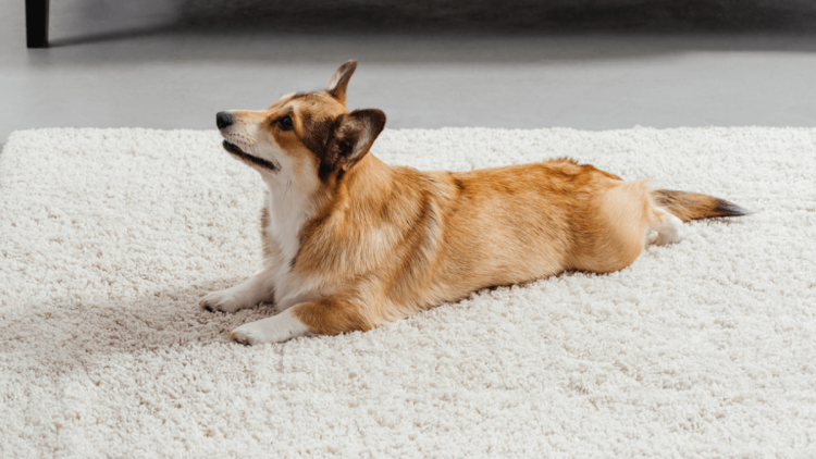 Mastering the ‘Lie Down’ Command: A Step-by-Step Guide for Your Dog