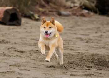 Training methods for refusing food in Shiba Inu