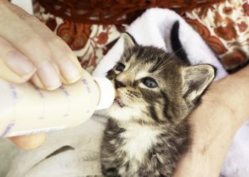Nurturing the Future: The Tender Art of Rearing a 2-Week-Old Kitten