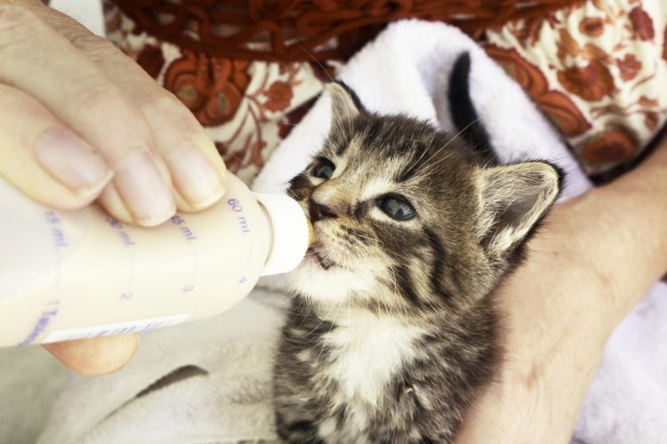 Nurturing the Future: The Tender Art of Rearing a 2-Week-Old Kitten