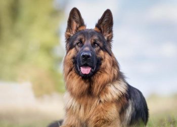 7 steps to wash a German Shepherd like a professional