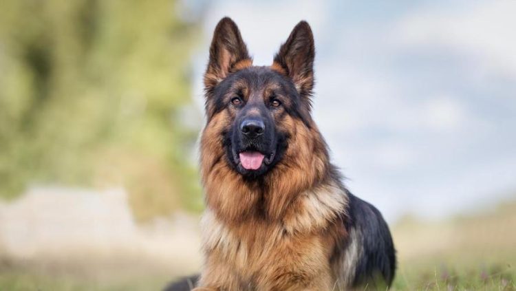 7 steps to wash a German Shepherd like a professional