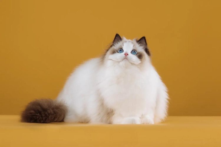 Quick litter box training for kittens