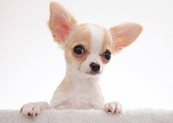 How to safely trim Chihuahua nails at home