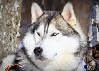 Is your dog demolished?