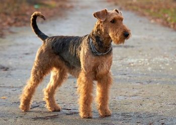 How to cultivate an airedale terrier