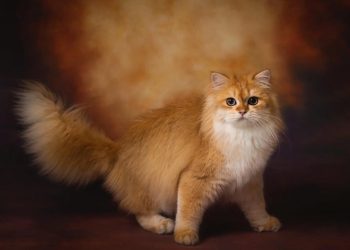 How to train your cat to poop in the toilet