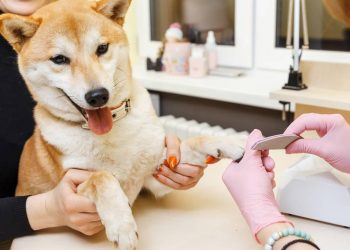 How to trim your dog’s nails at home? Simply follow these 4 steps