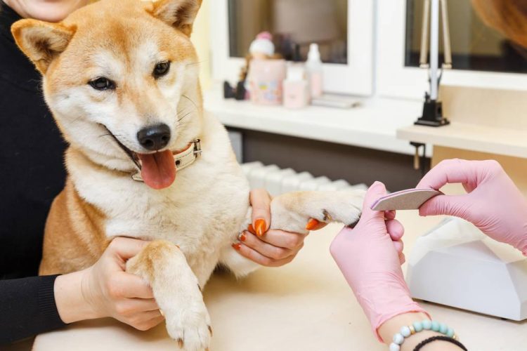 How to trim your dog’s nails at home? Simply follow these 4 steps