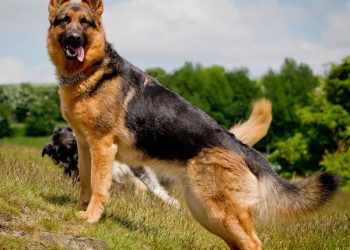 Effective strategies to reduce molting of German Shepherd Dogs