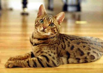 How to train a Bengal cat to use a toilet