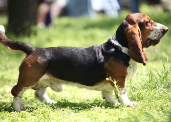 How to raise a Bassett Hound puppy?