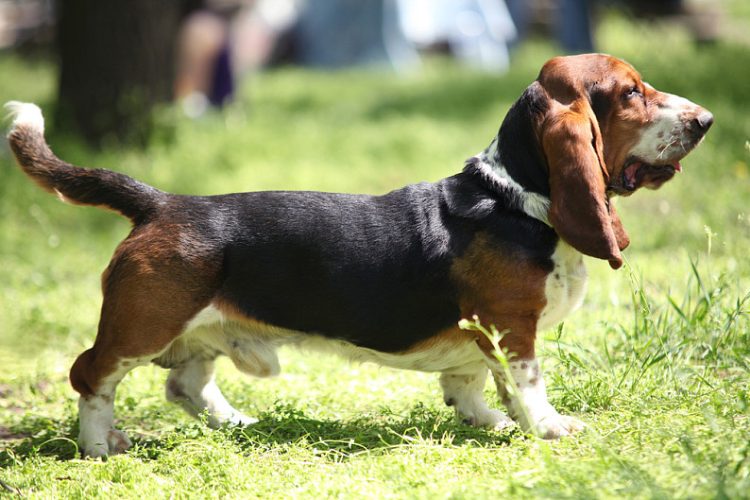 How to raise a Bassett Hound puppy?