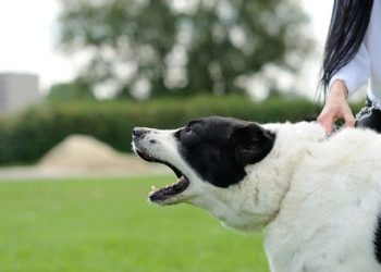 Dog potty training tips