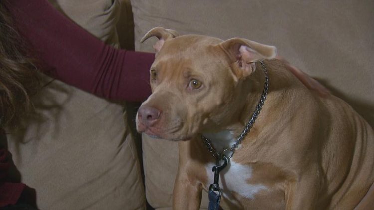 How to train a pit bull