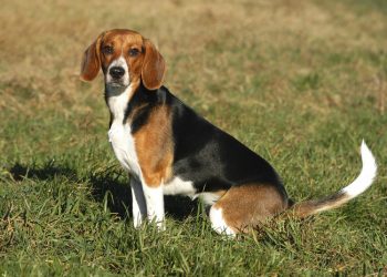 How to train a pet dog