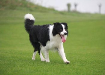 How to make border shepherds willingly brush their teeth?
