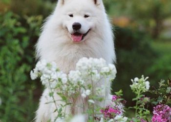 Dog training should be devoted to educating them