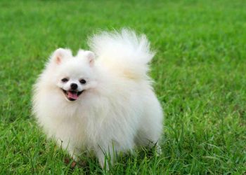 How to cut a Pomeranian?