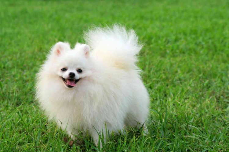 How to cut a Pomeranian?