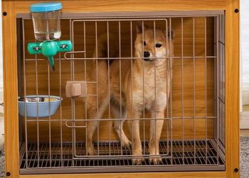 How to Train Your Dog or Puppy Using Crates
