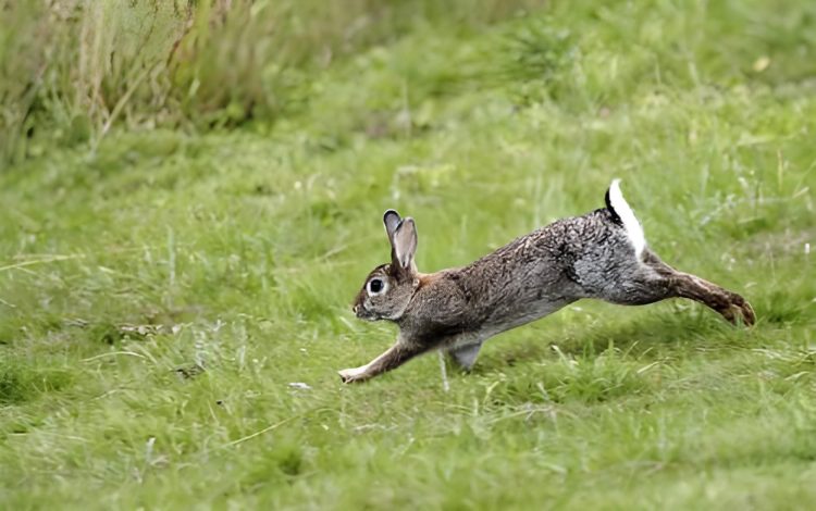Understand the dietary needs of wild rabbits