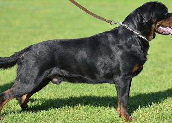 How to groom a Rottweiler’s hair