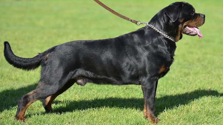 How to groom a Rottweiler’s hair