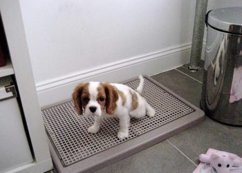 How to train a puppy to go to the toilet?