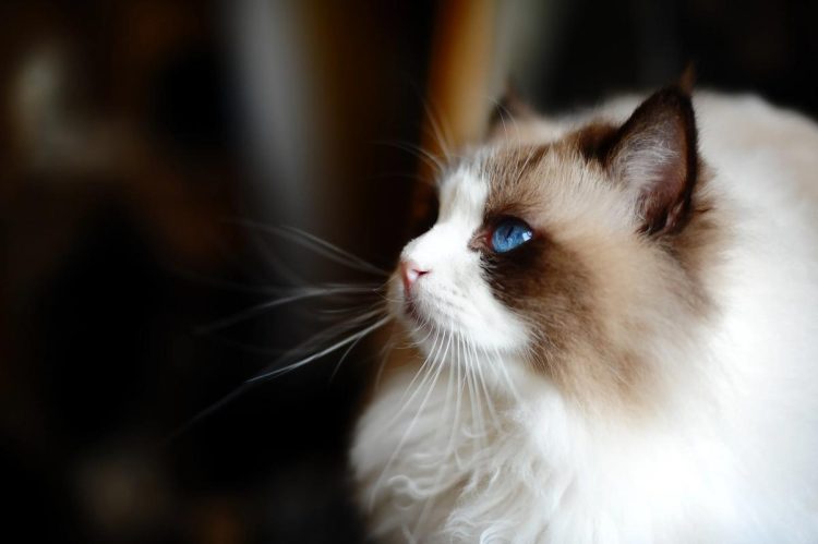What do kittens like to eat? On the cat’s favorite