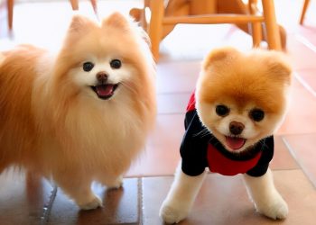 How many years can a Pomeranian live?